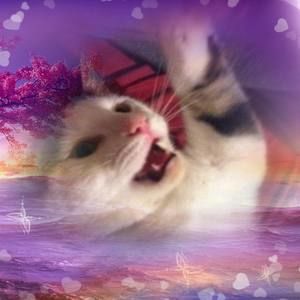 Meet your Posher, Nickolas